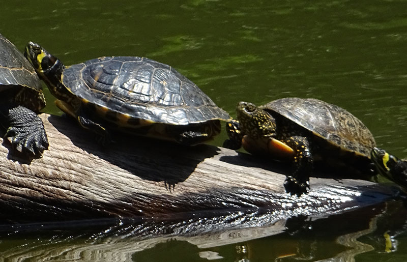 Testudinidae......Emys e Trachemys